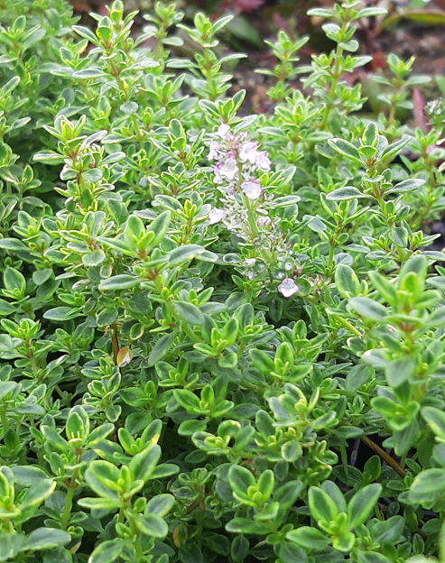 Thymus citriodorus `Lemon Variegated`